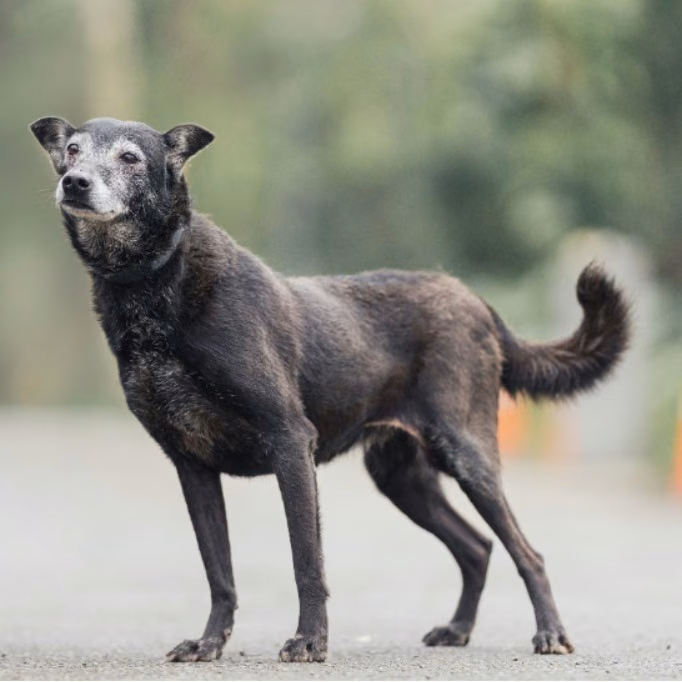 The dog, from the shelter's listing