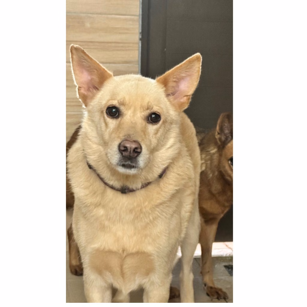 The dog, from the shelter's listing