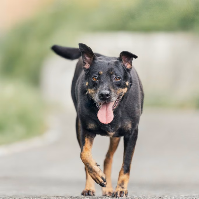 The dog, from the shelter's listing