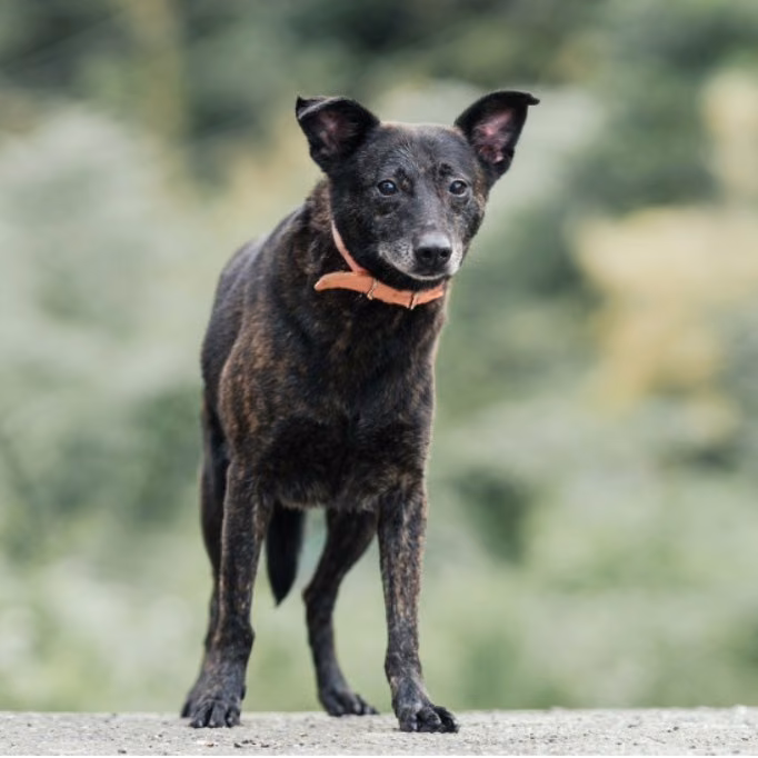 The dog, from the shelter's listing