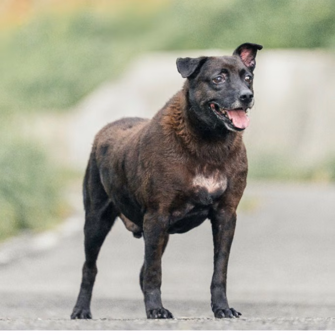 The dog, from the shelter's listing