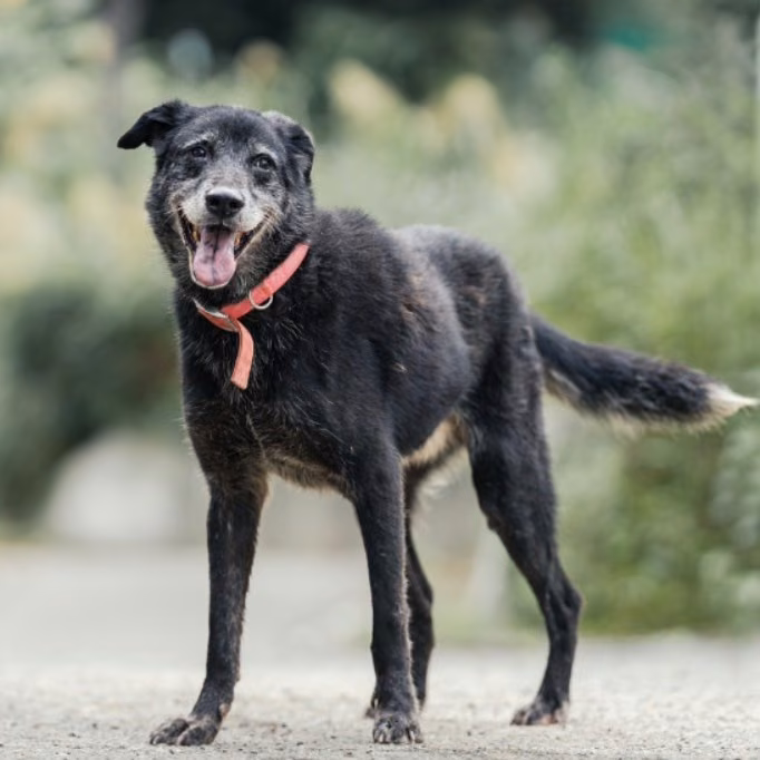 The dog, from the shelter's listing