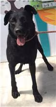 The dog, from the shelter's listing