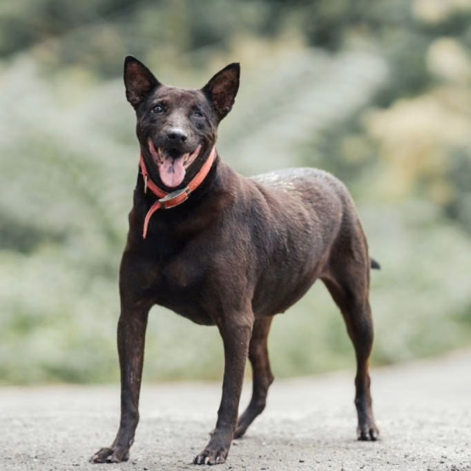 The dog, from the shelter's listing