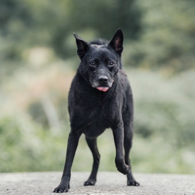 The dog, from the shelter's listing