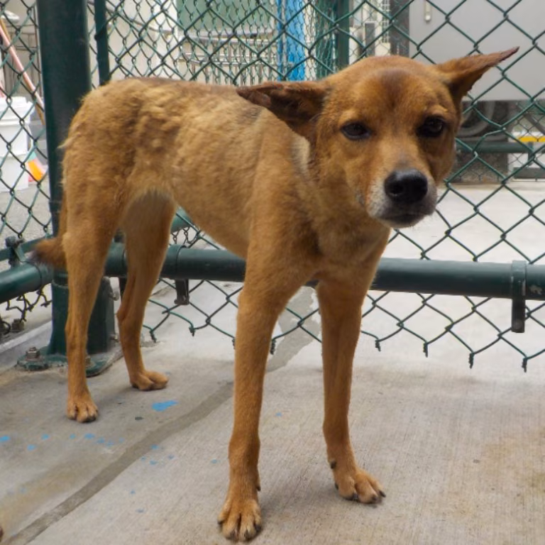 The dog, from the shelter's listing