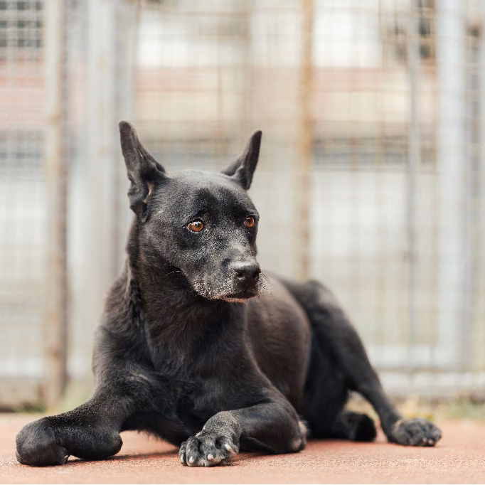 The dog, from the shelter's listing