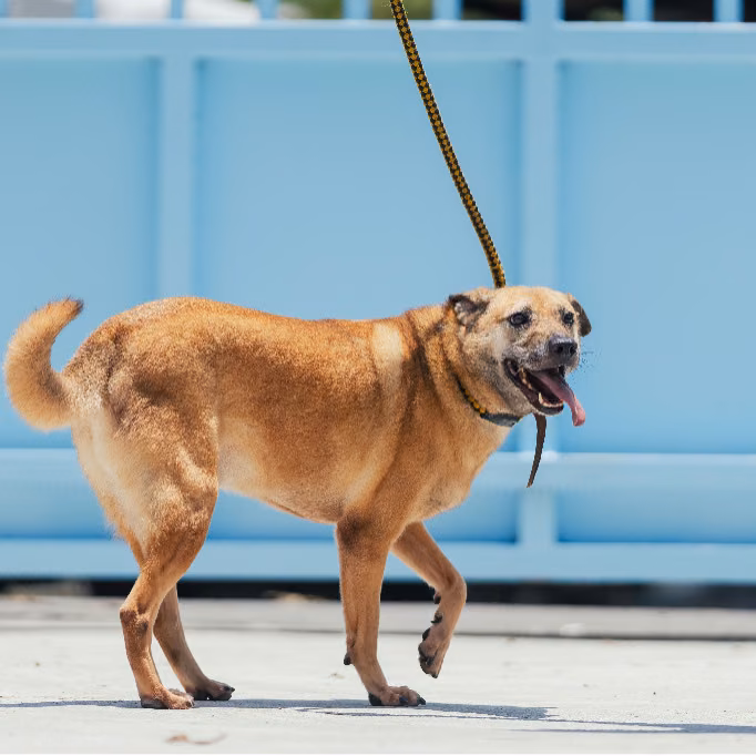 The dog, from the shelter's listing