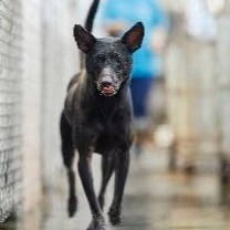 The dog, from the shelter's listing
