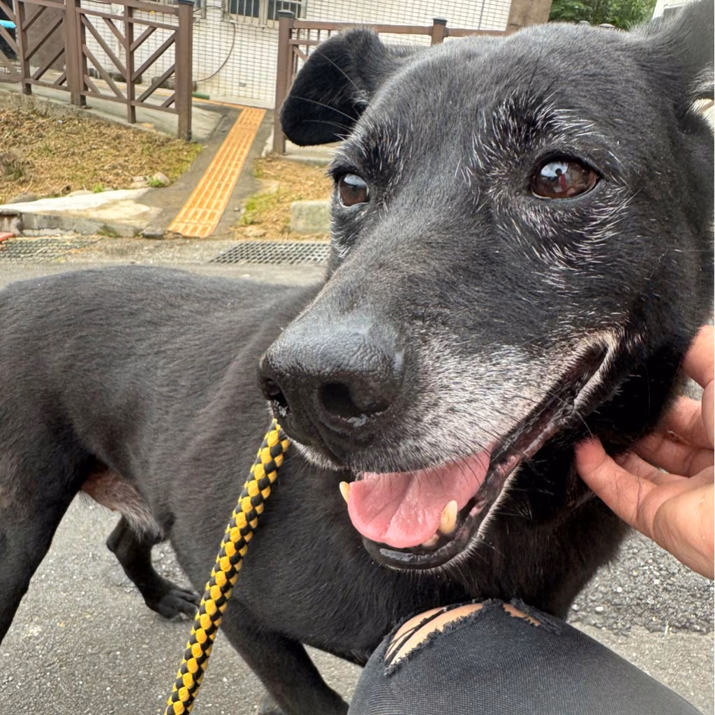 The dog, from the shelter's listing
