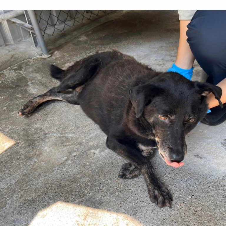The dog, from the shelter's listing