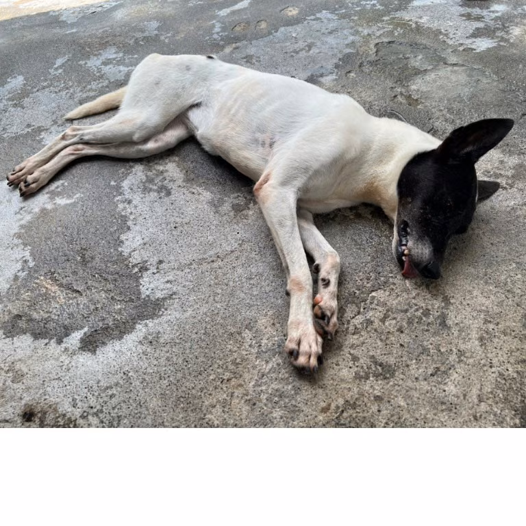 The dog, from the shelter's listing