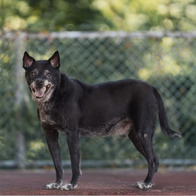 The dog, from the shelter's listing