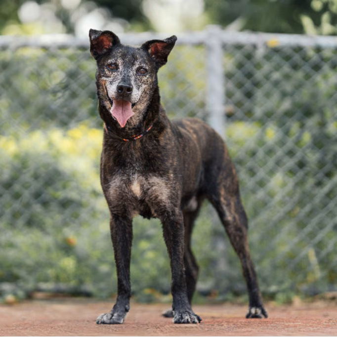 The dog, from the shelter's listing