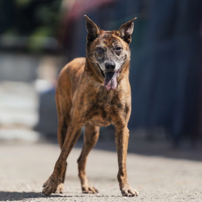 The dog, from the shelter's listing