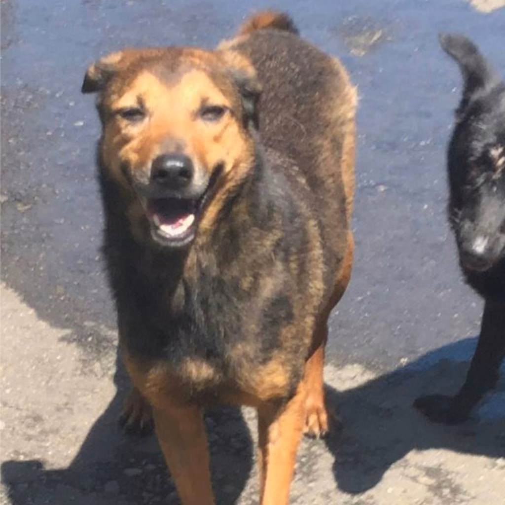The dog, from the shelter's listing