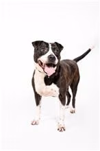 The dog, from the shelter's listing