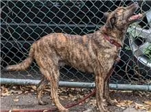The dog, from the shelter's listing