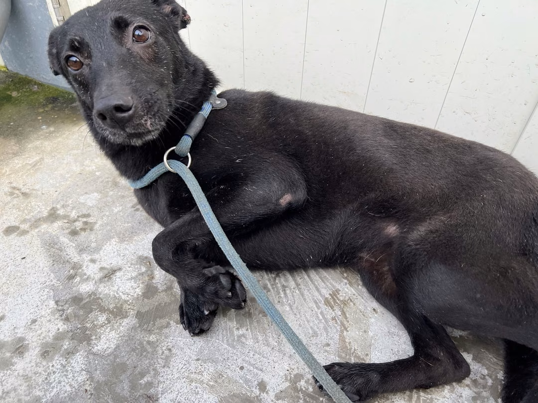 The dog, from the shelter's listing