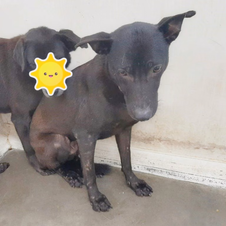 The dog, from the shelter's listing