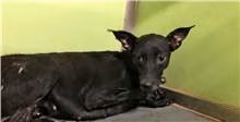The dog, from the shelter's listing