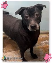 The dog, from the shelter's listing