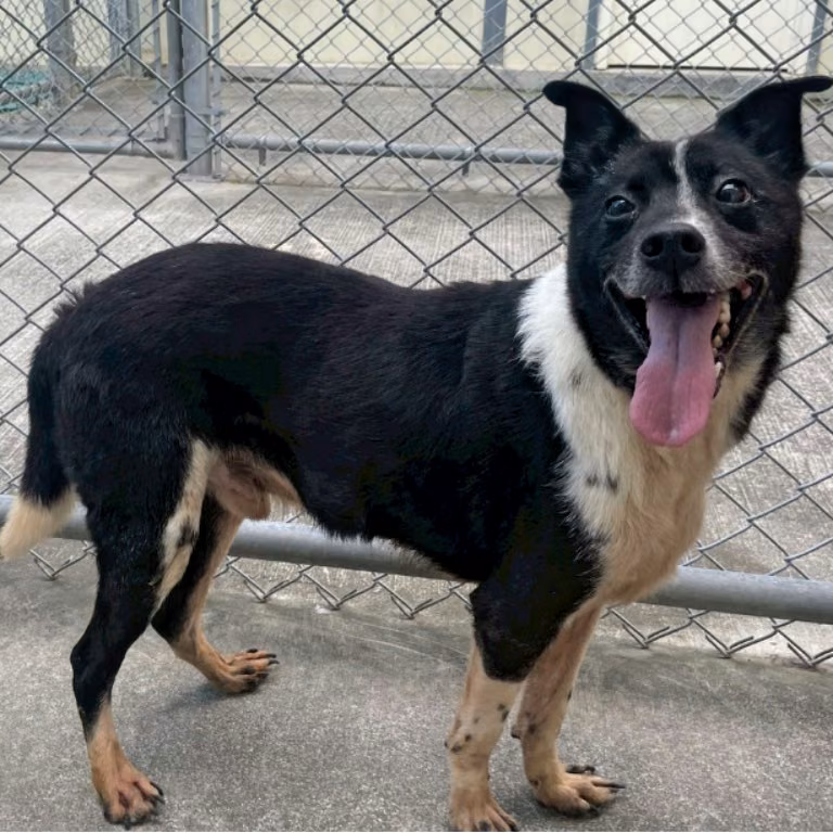 The dog, from the shelter's listing