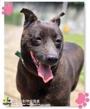 The dog, from the shelter's listing