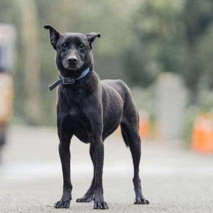 The dog, from the shelter's listing