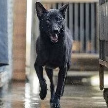 The dog, from the shelter's listing