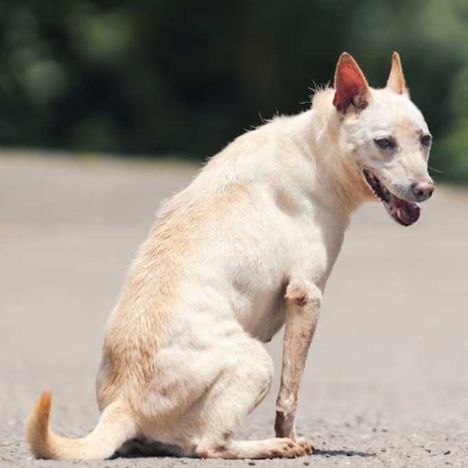 The dog, from the shelter's listing