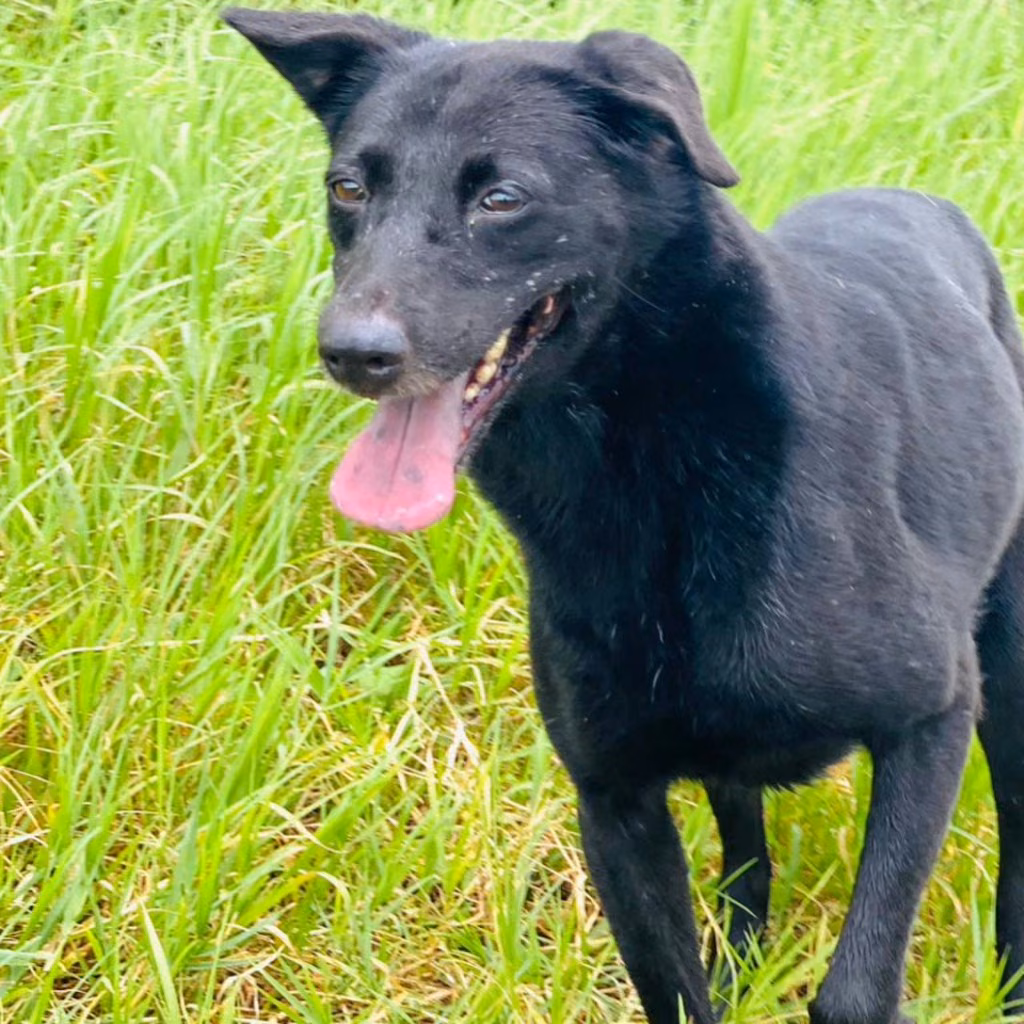 The dog, from the shelter's listing