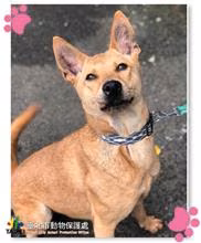 The dog, from the shelter's listing