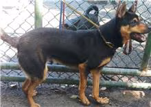 The dog, from the shelter's listing