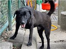 The dog, from the shelter's listing