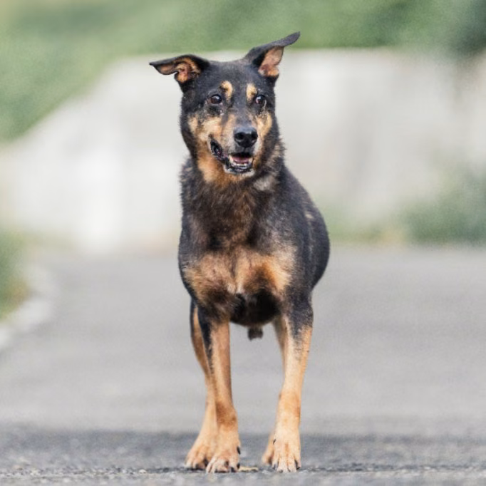 The dog, from the shelter's listing