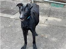 The dog, from the shelter's listing