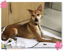 The dog, from the shelter's listing