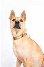 The dog, from the shelter's listing