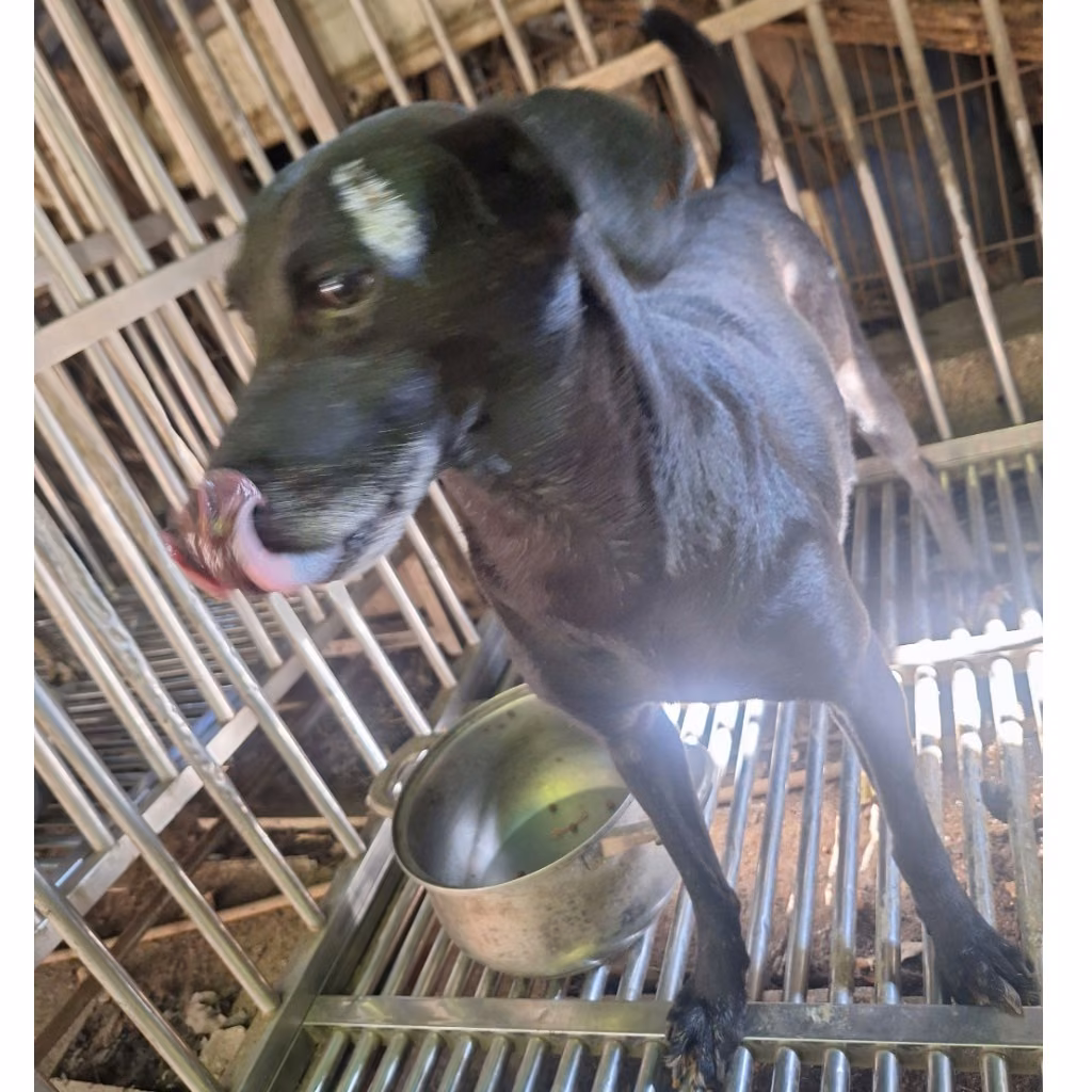 The dog, from the shelter's listing