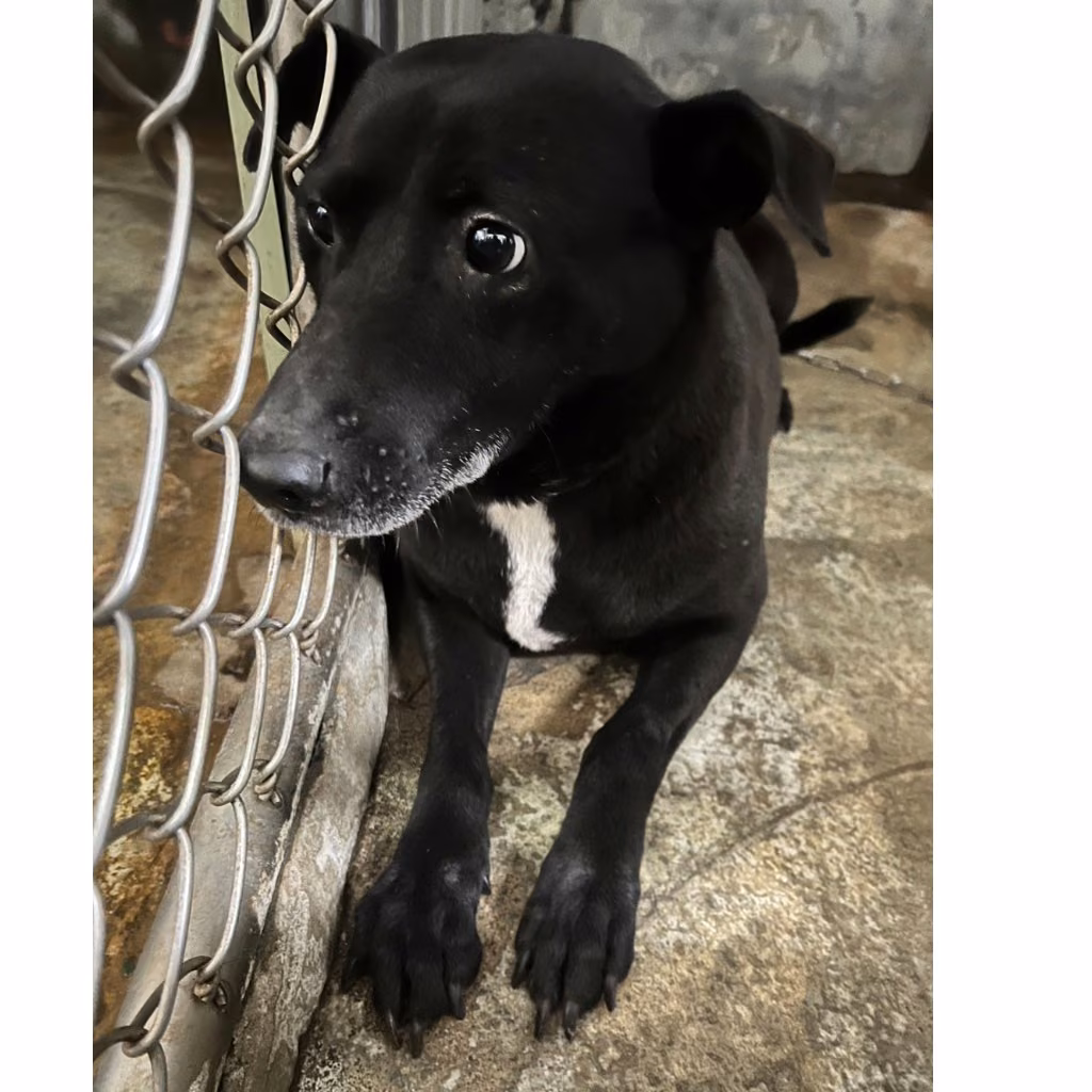 The dog, from the shelter's listing