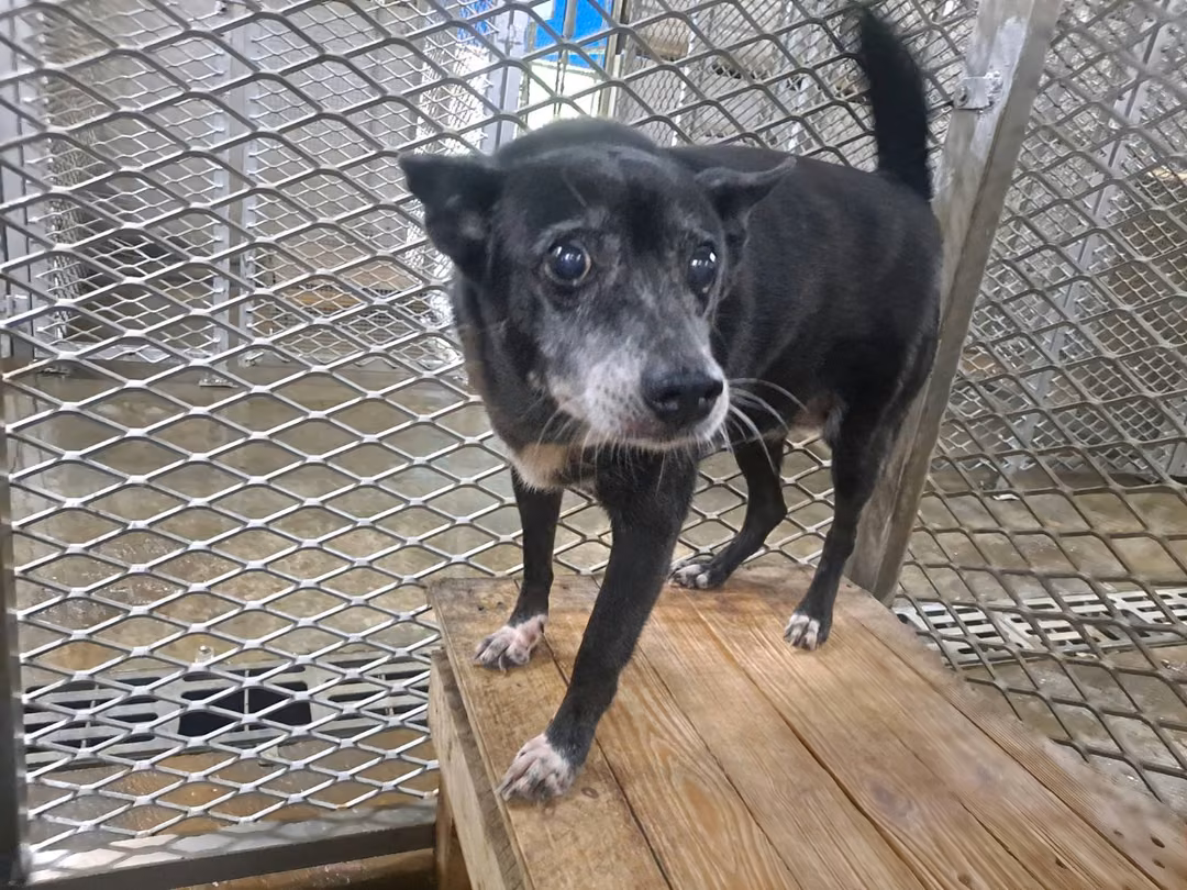 The dog, from the shelter's listing