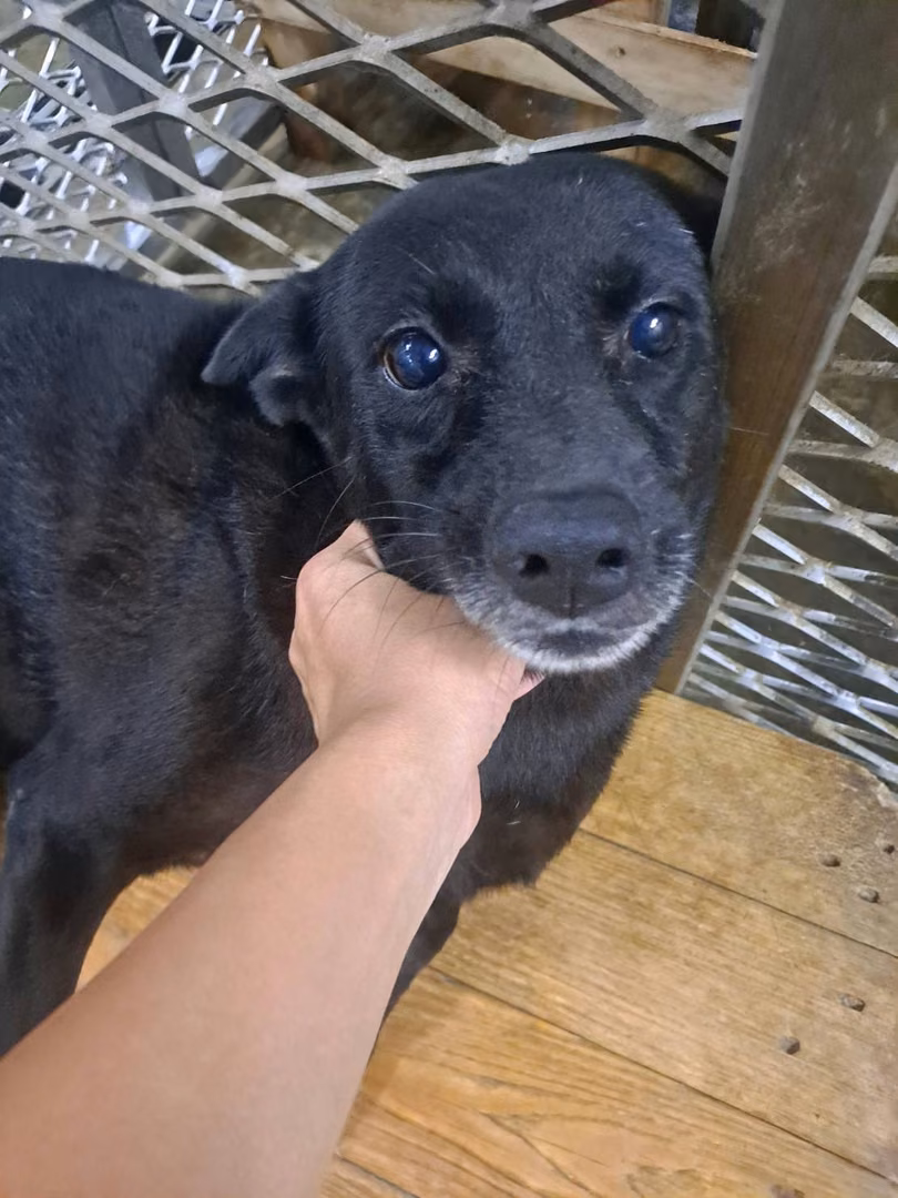 The dog, from the shelter's listing