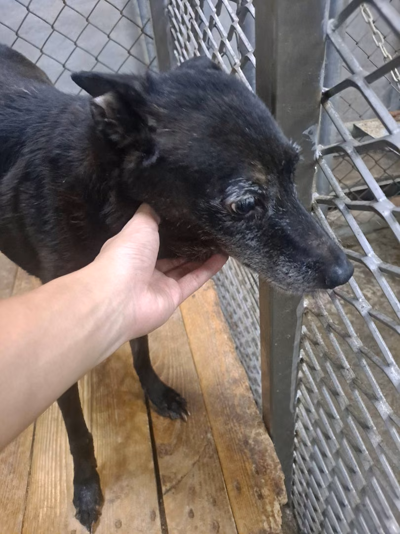The dog, from the shelter's listing