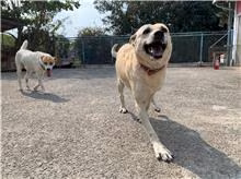 The dog, from the shelter's listing