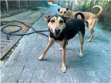 The dog, from the shelter's listing