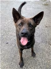 The dog, from the shelter's listing