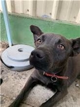 The dog, from the shelter's listing