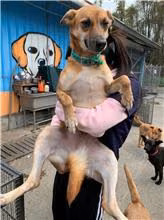 The dog, from the shelter's listing