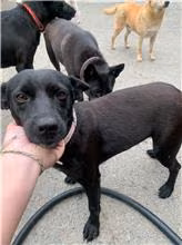 The dog, from the shelter's listing